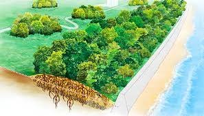 Coastal vegetation protection against tsunami waves